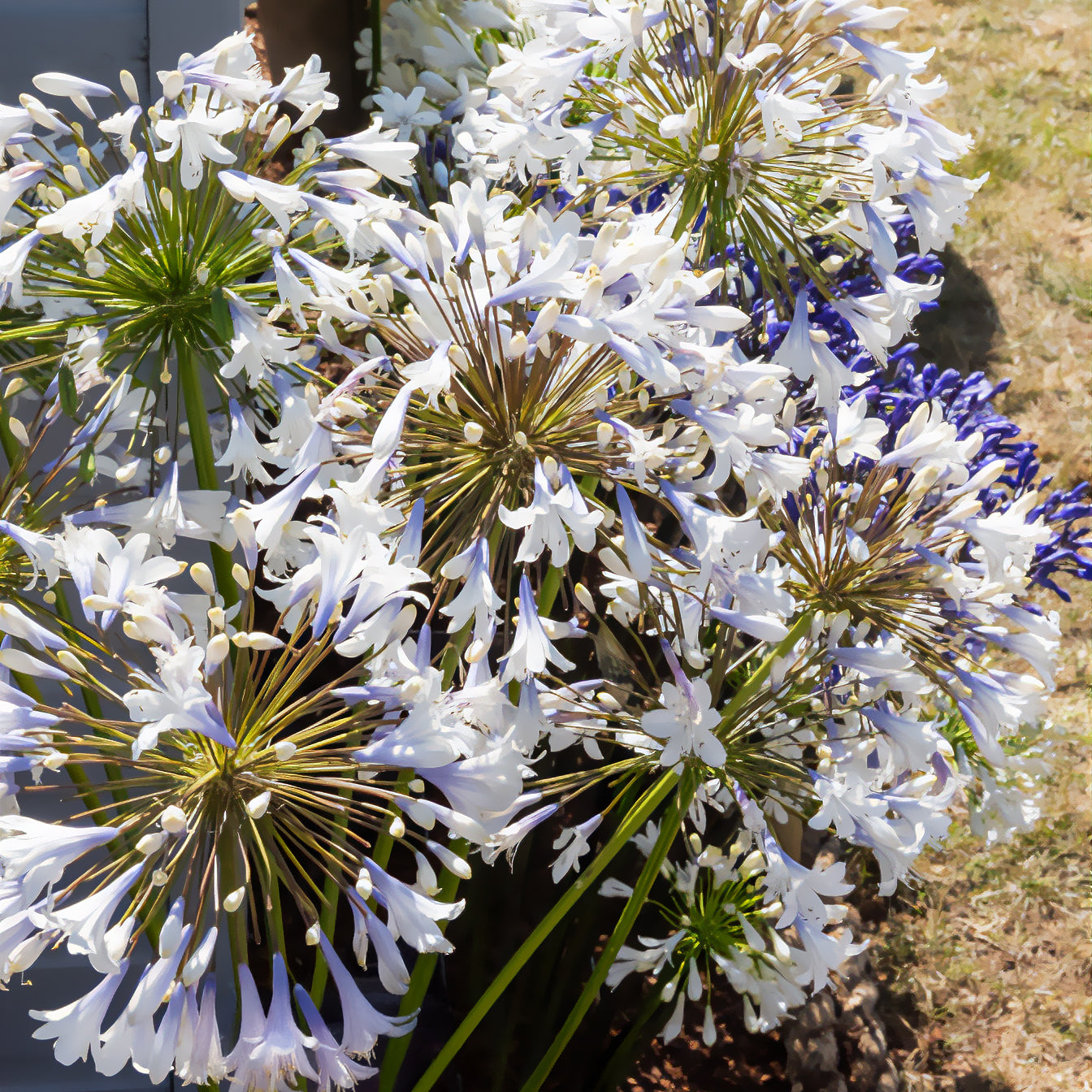 Agapanthus Enigma - Afrikaanse lelie Enigma - Agapanthus