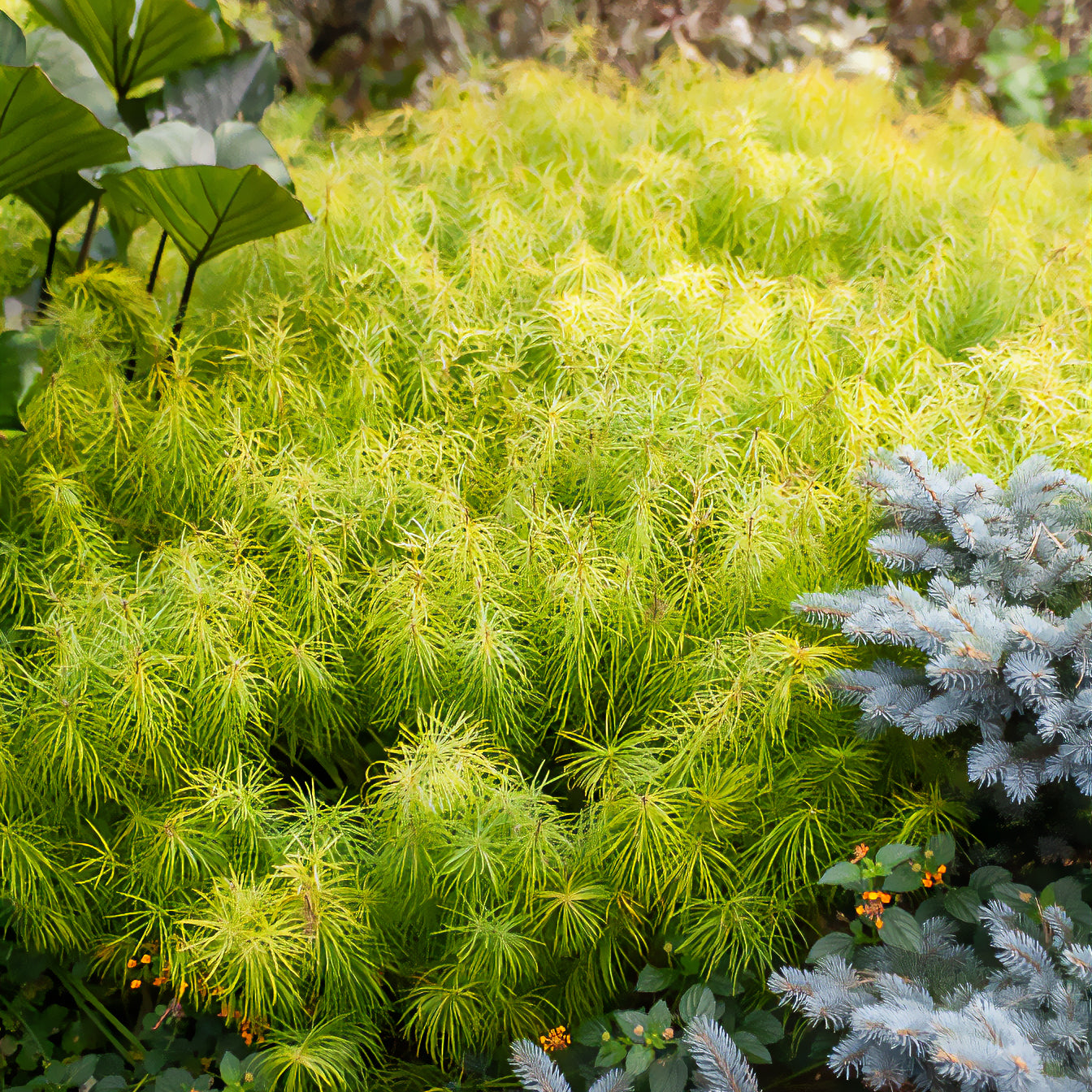 Amsonia hubrichtii - Blauwe ster hubrichtii - Vaste planten