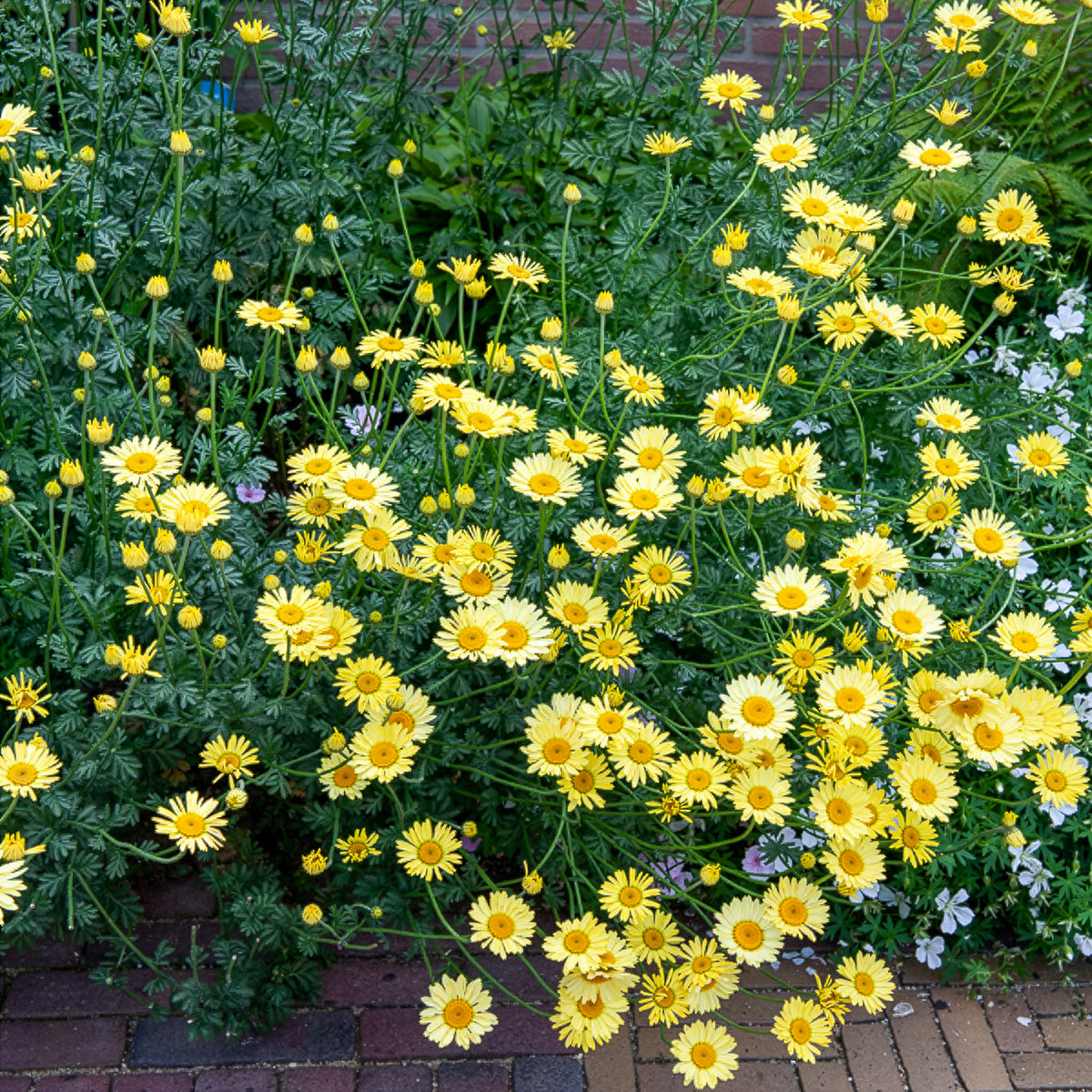 Anthemis x hybrida E.C. Buxton - Verfkamille E.C. Buxton - Schijfkamille