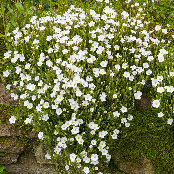 Zandkruid 'Mont Blanc' - Arenaria montana mont blanc - Bakker