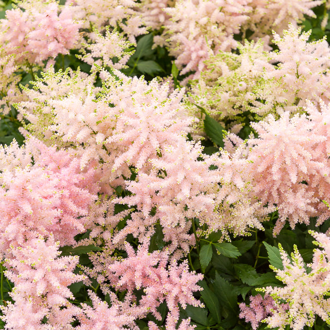 Pluimspirea 'Europa' - Bakker