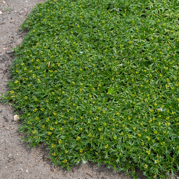 Andeskruid - Azorella trifurcata - Bakker