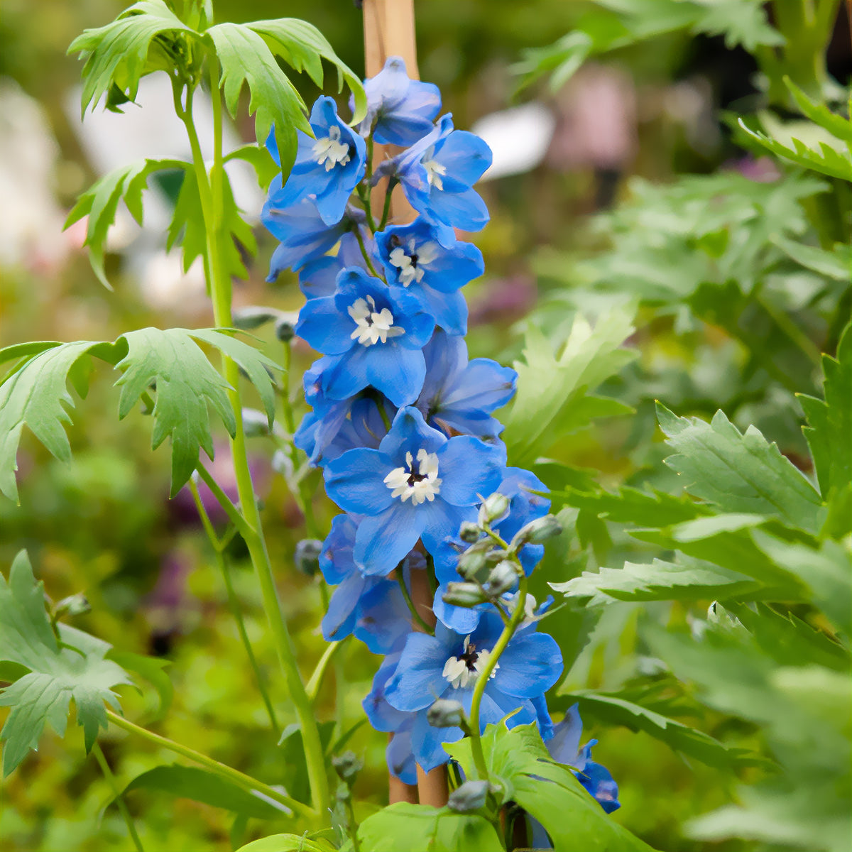 Ridderspoor 'Summer Skies' - Delphinium Pacific Summer Skies - Bakker