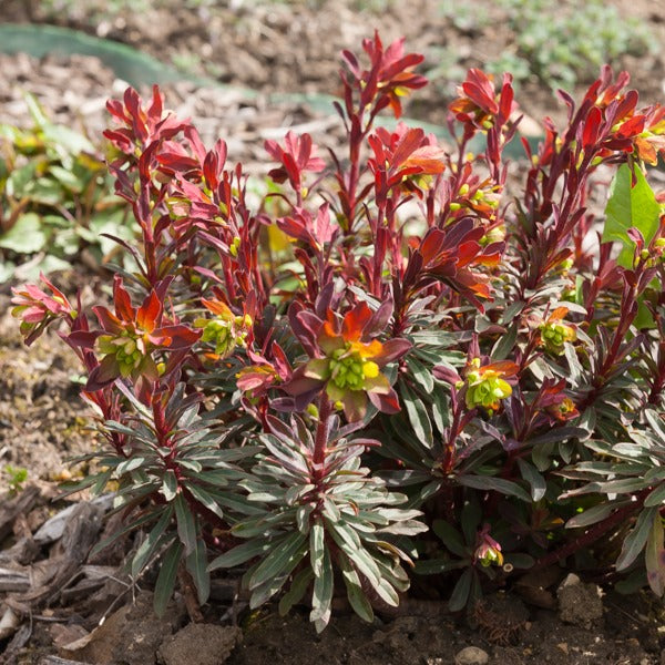 Verkoop Wolfsmelk 'Purpurea'