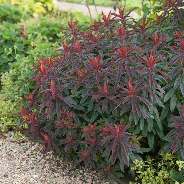 Wolfsmelk 'Purpurea' - Euphorbia amygdaloides purpurea - Bakker