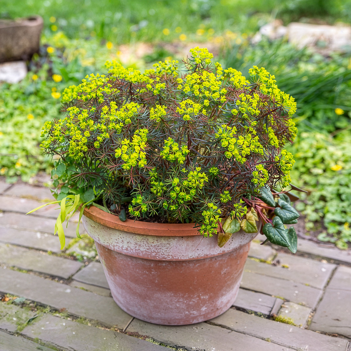 Euphorbia cyparissias clarice howard - Wolfsmelk Clarice Howard - Wolfsmelk