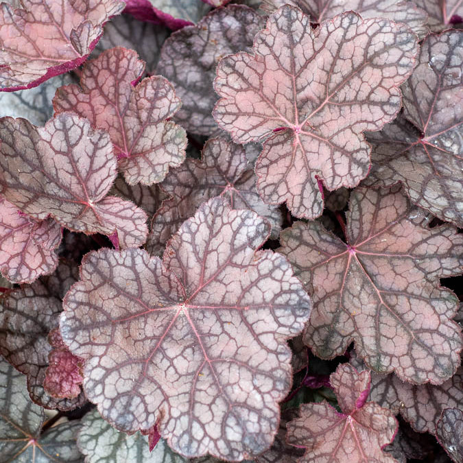 Purperklokje 'Cascade Dawn' - Heuchera cascade dawn - Bakker