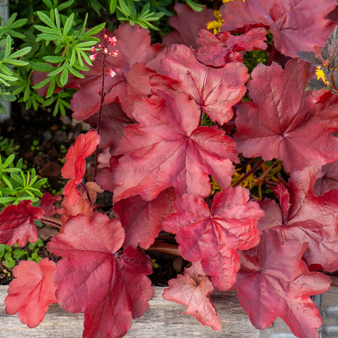 Heuchera - Purperklokje - Purperklokje Fire Chief - Heuchera Fire Chief