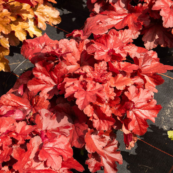 Purperklokje Forever Red - Heuchera forever red ( forever series ) - Bakker