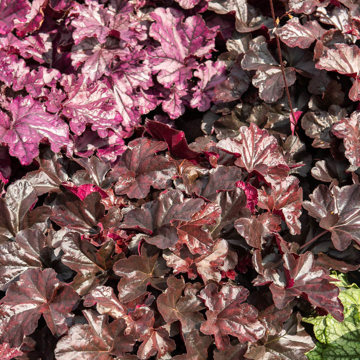 Purperklokje Obsidian - Heuchera obsidian - Bakker