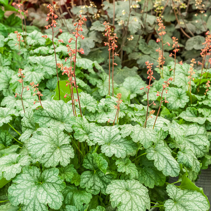 Purperklokje Paris - Heuchera Paris - Bakker