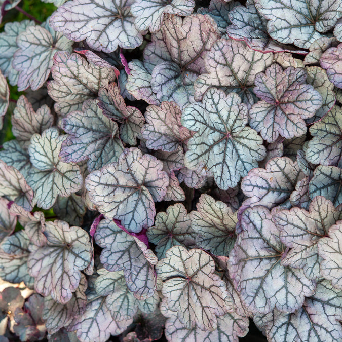 Purperklokje Sugar Plum - Heuchera Sugar Plum - Bakker