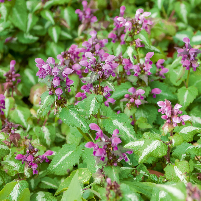 Lamium maculatum Roseum - Siernetel Roseum - Lamium