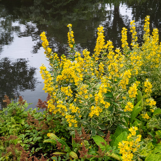Puntwederik Alexander - Bakker