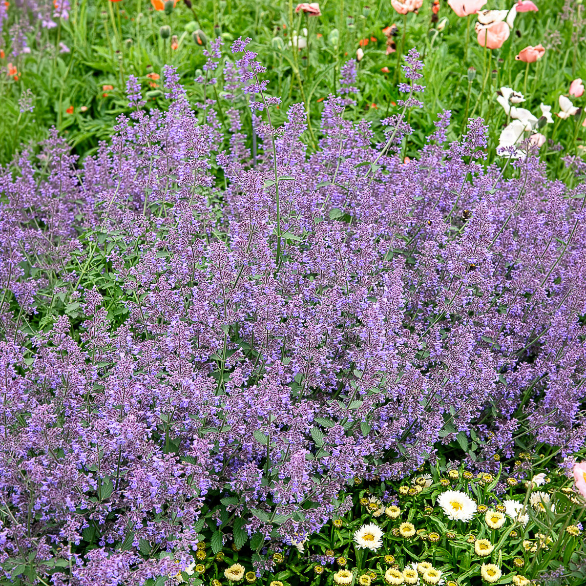 Kattekruid Six hills Giant - Bakker