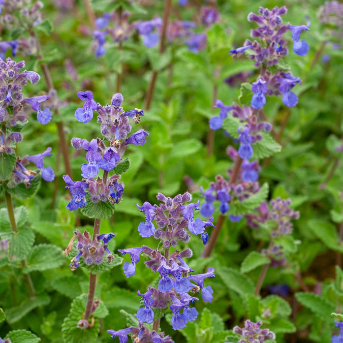 Nepeta - Kattekruid - Nepeta mussinii