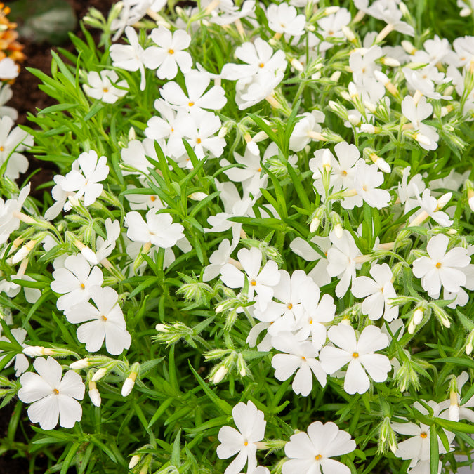 Vlambloem White Delight - Bakker