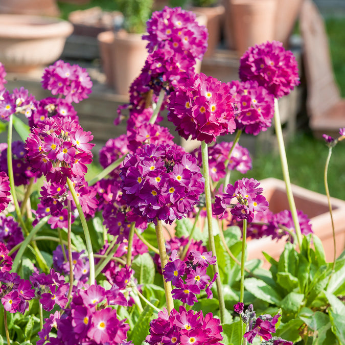 Sleutelbloem Rubin - Primula denticulata Rubin - Bakker