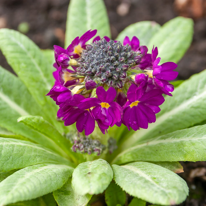 Sleutelbloem Rubin - Bakker
