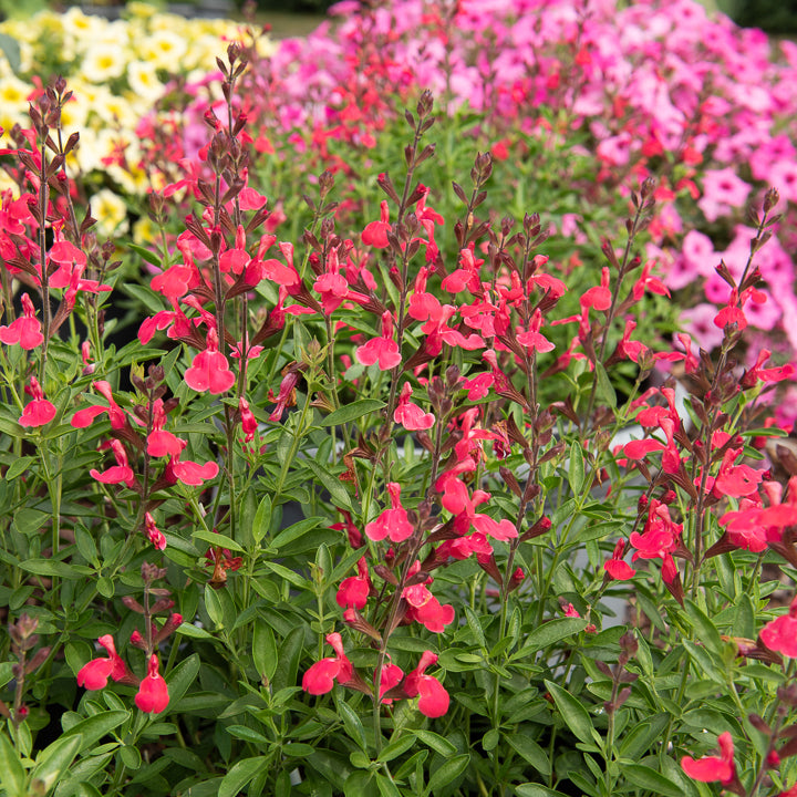 Salvia greggii Lipstick - Siersalie Lipstick - Salie