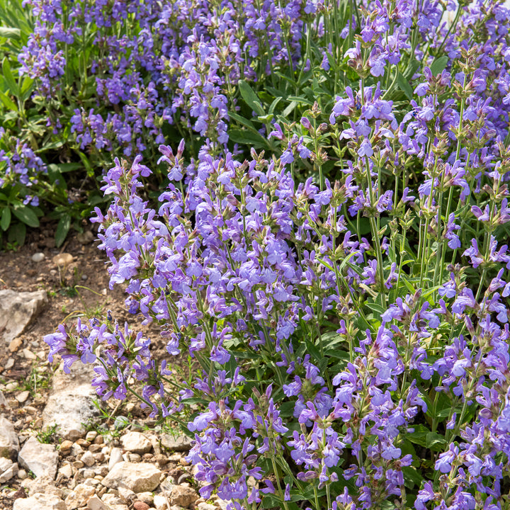 Salvia lavandulifolia - Spaanse salie - Salie