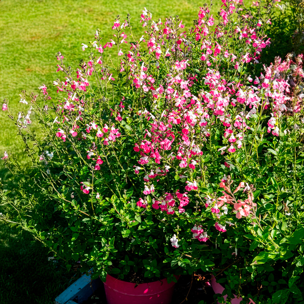 Salie Pink Lips - Salvia microphylla Pink Lips - Bakker
