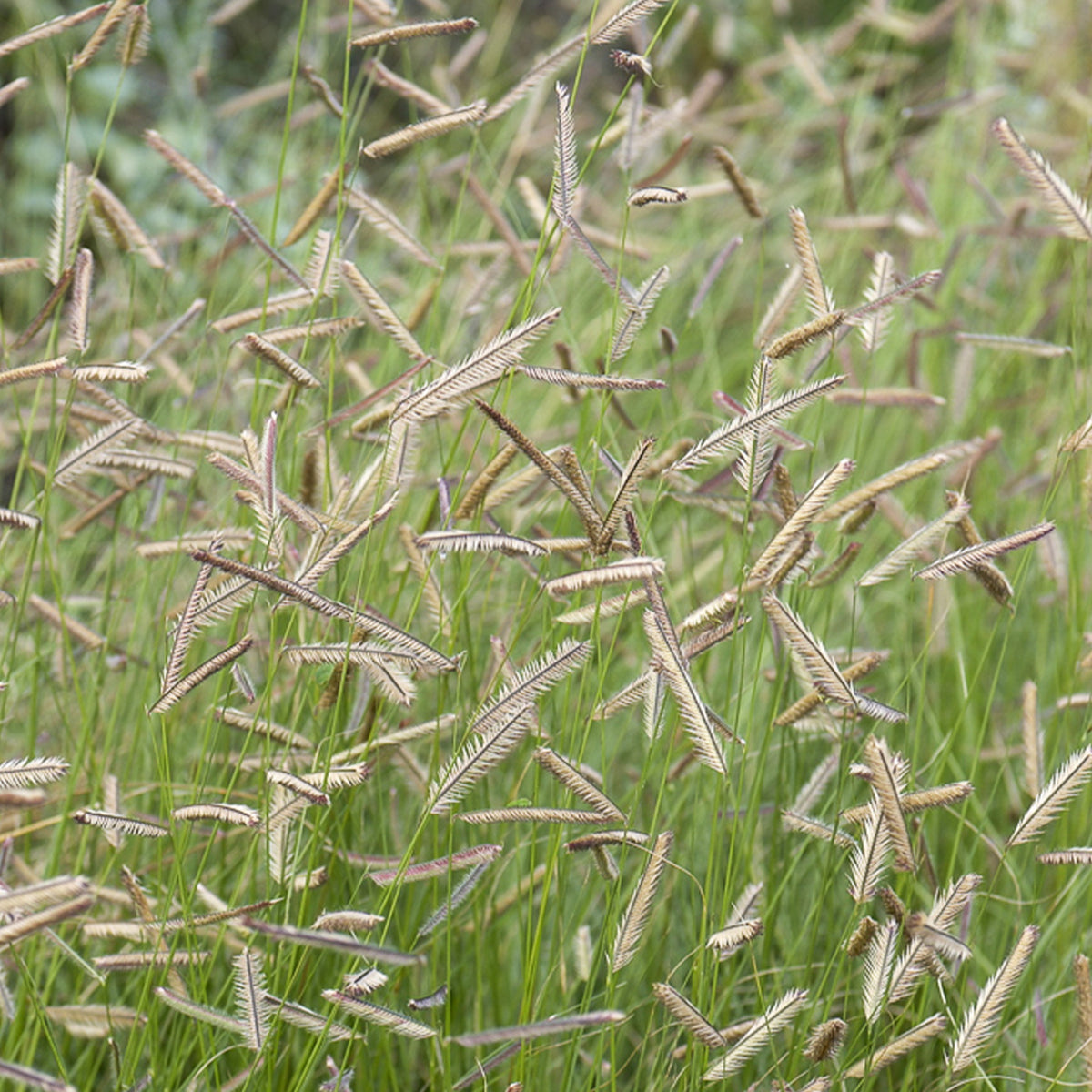 Muskietgras - Bouteloua gracilis - Bakker
