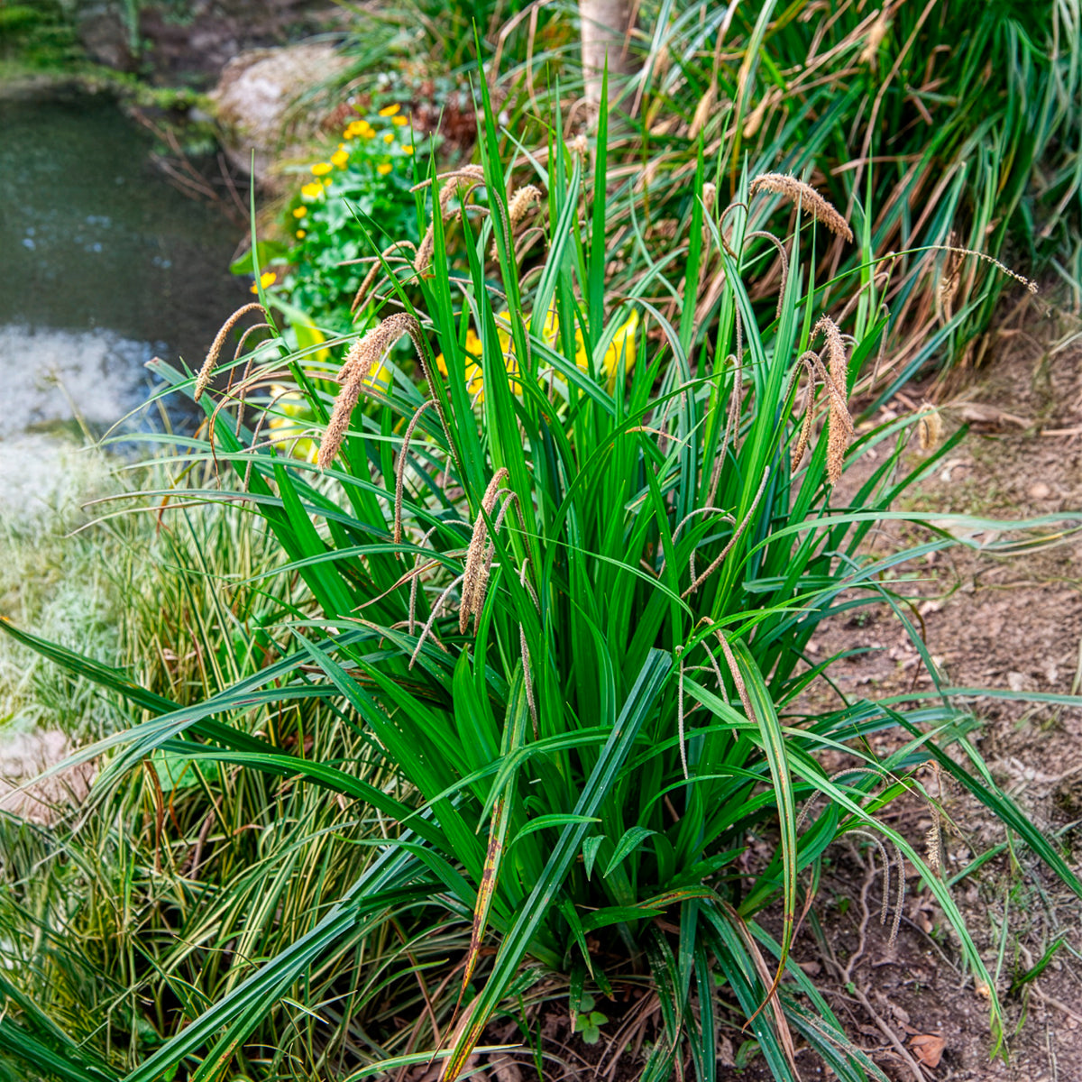 Verkoop Zegge - Carex pendula