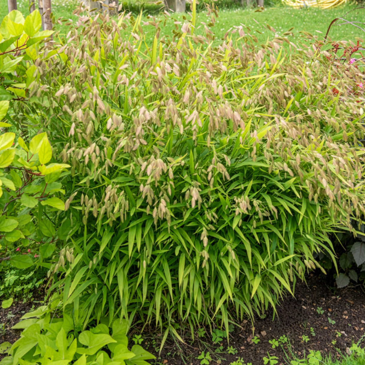 Chasmanthium latifolium - Plataargras - Siergrassen