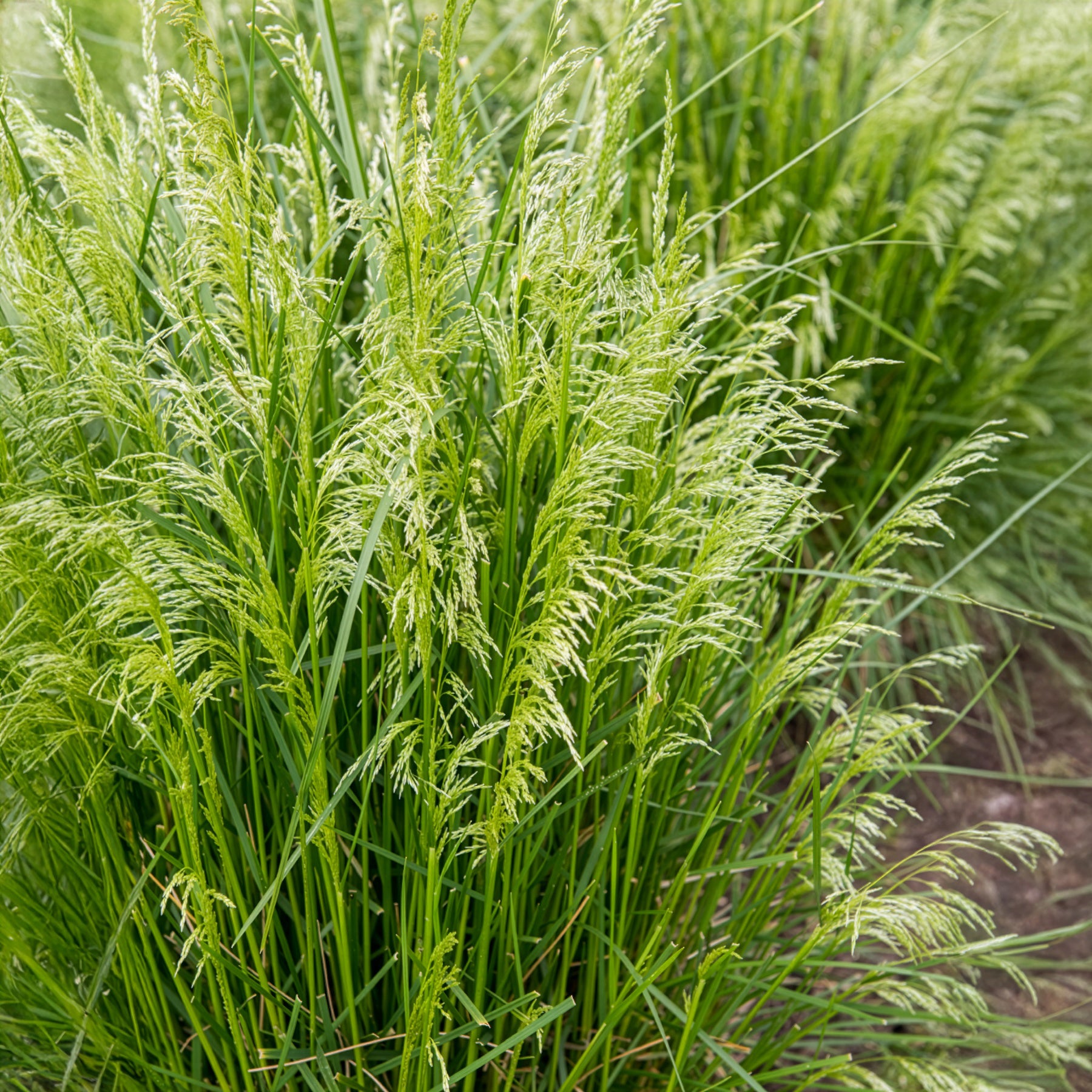 Smele - Deschampsia cespitosa