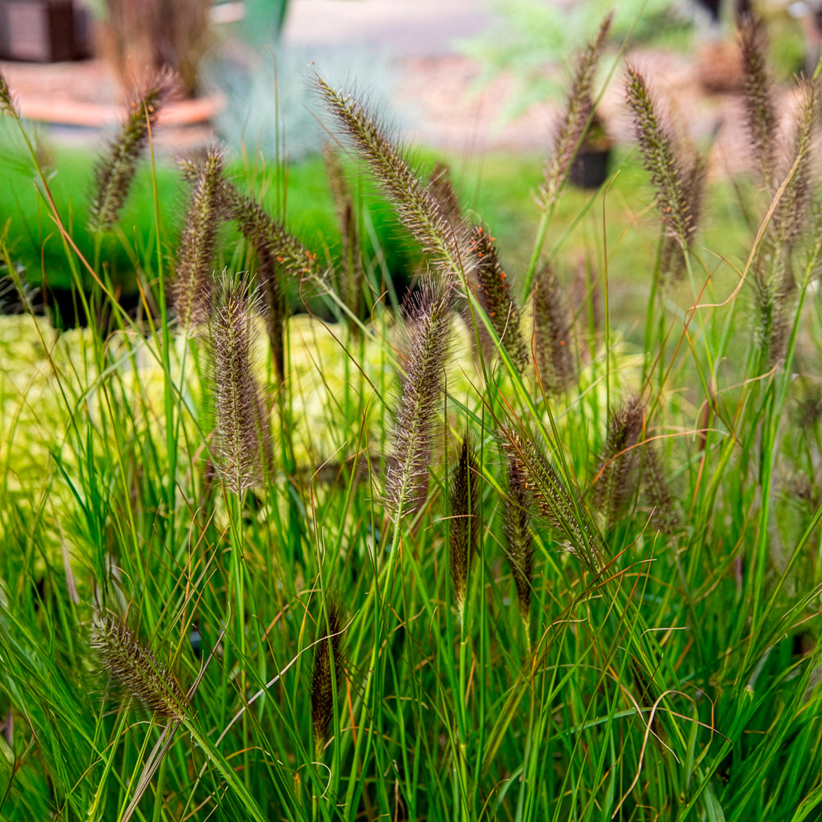 Pennisetum - Lampenpoetsersgras 'Moudry' - Pennisetum alopecuroides moudry