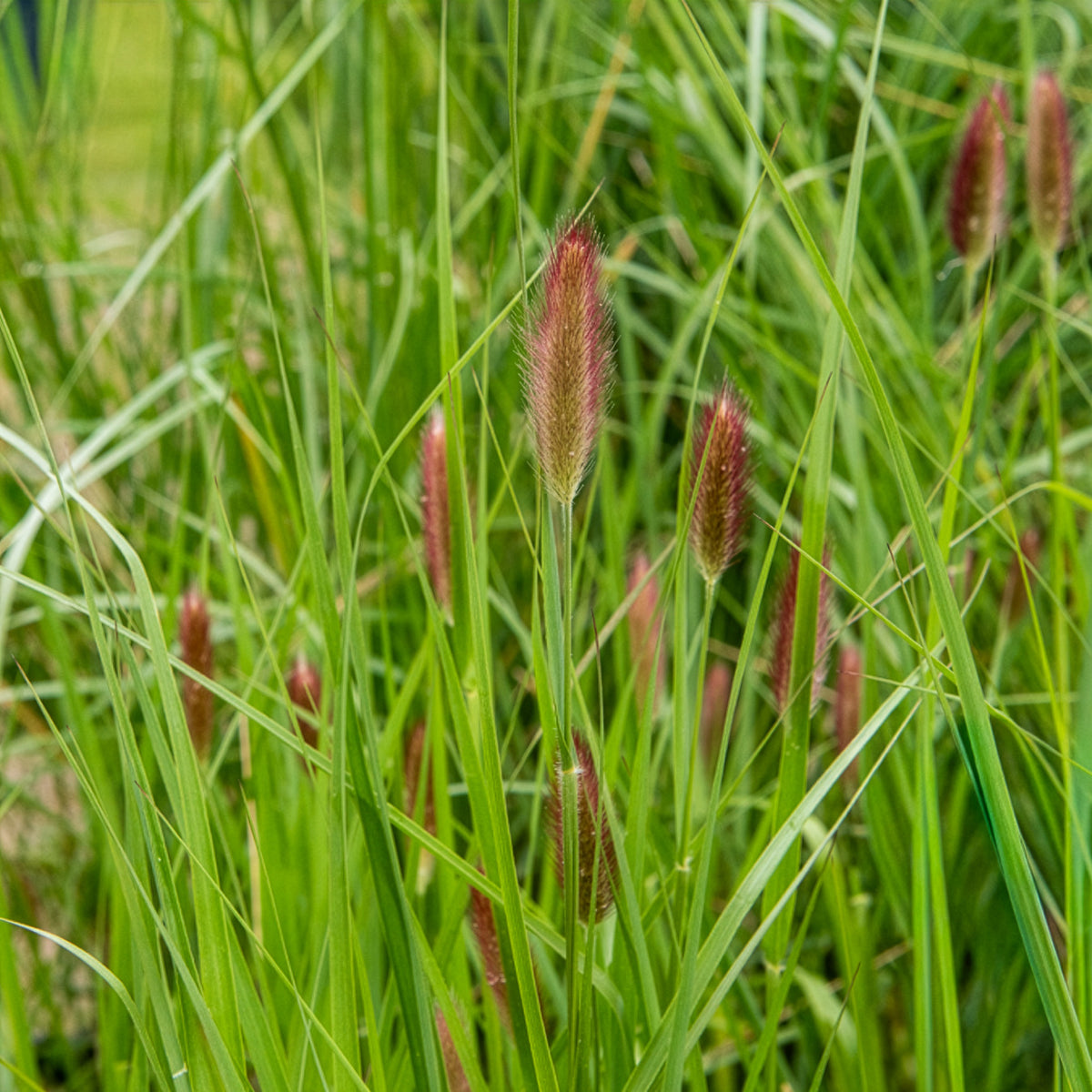 Pennisetum - Lampenpoetsersgras Red Buttons - Pennisetum thunbergii Red Buttons