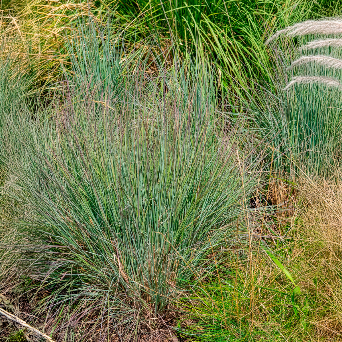 Klein prairiegras - Bakker