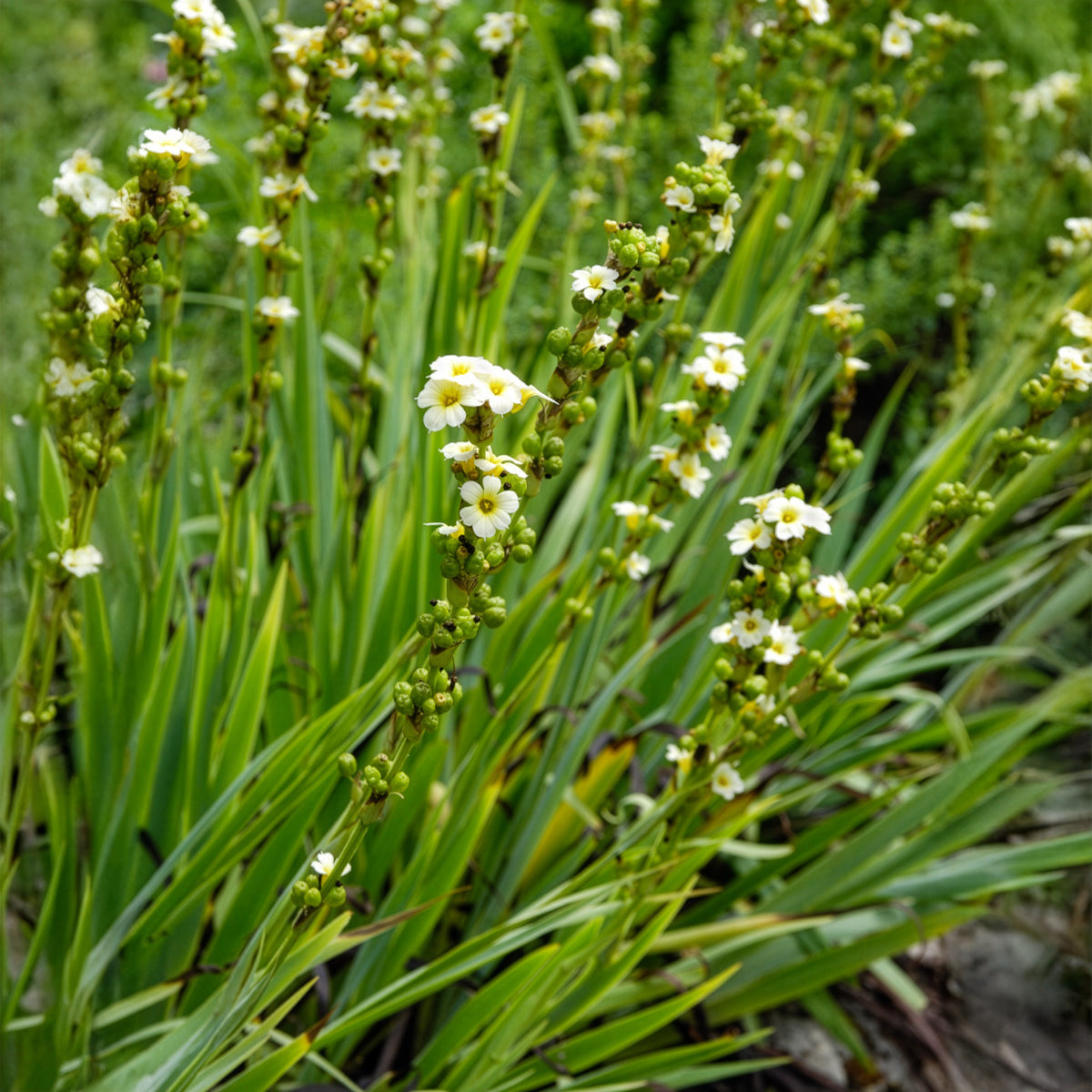Bloeiende vaste planten - Bieslelie - Sisyrinchium striatum