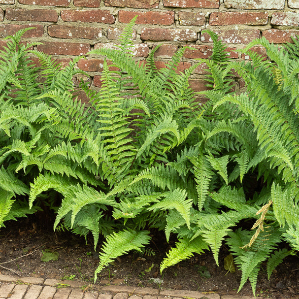 Vaste planten - Mannetjesvaren - Dryopteris filix-mas