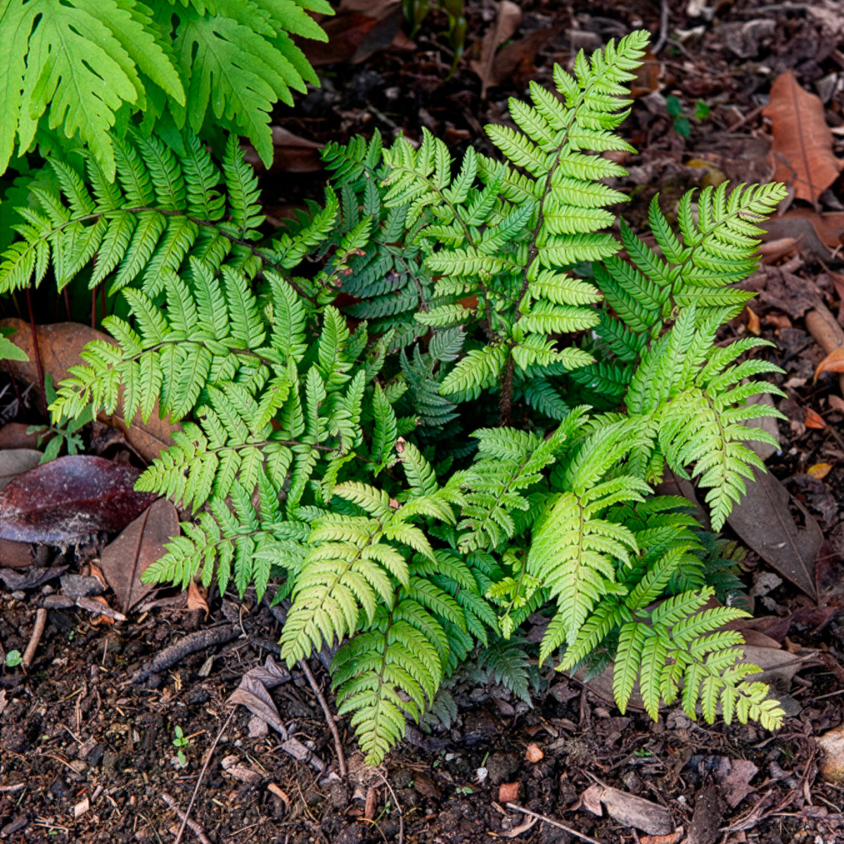 Polystichum rigens - Rigens Naaldvaren - Varens