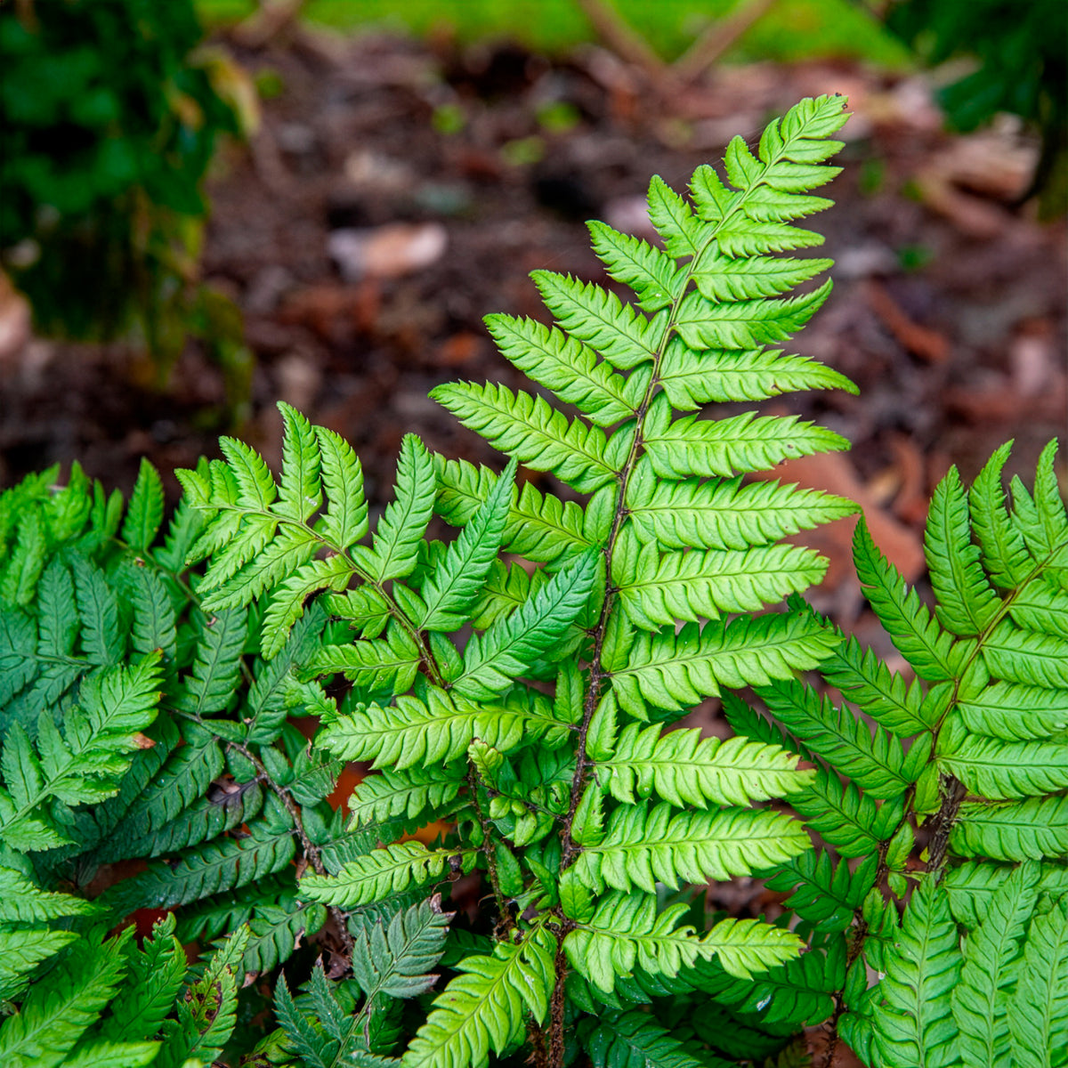Varens - Rigens Naaldvaren - Polystichum rigens