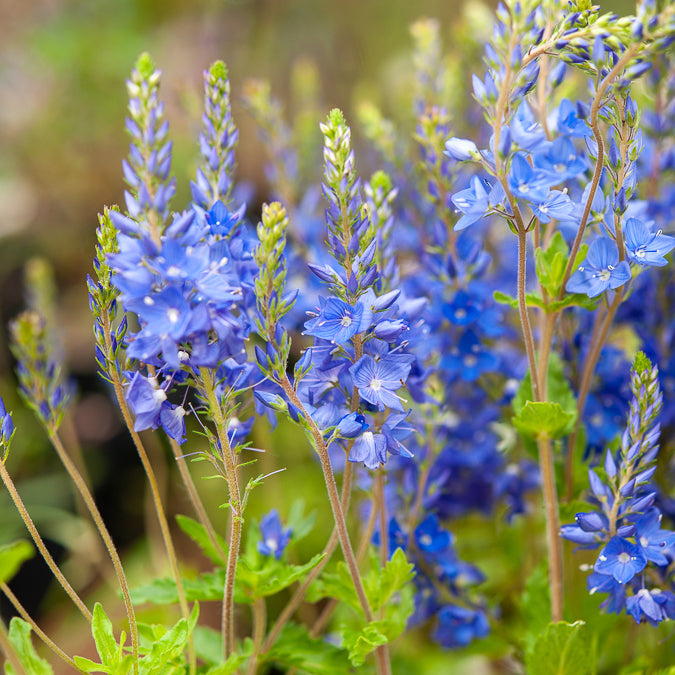 Brede ereprijs Royal Blue - Veronica austriaca royal blue