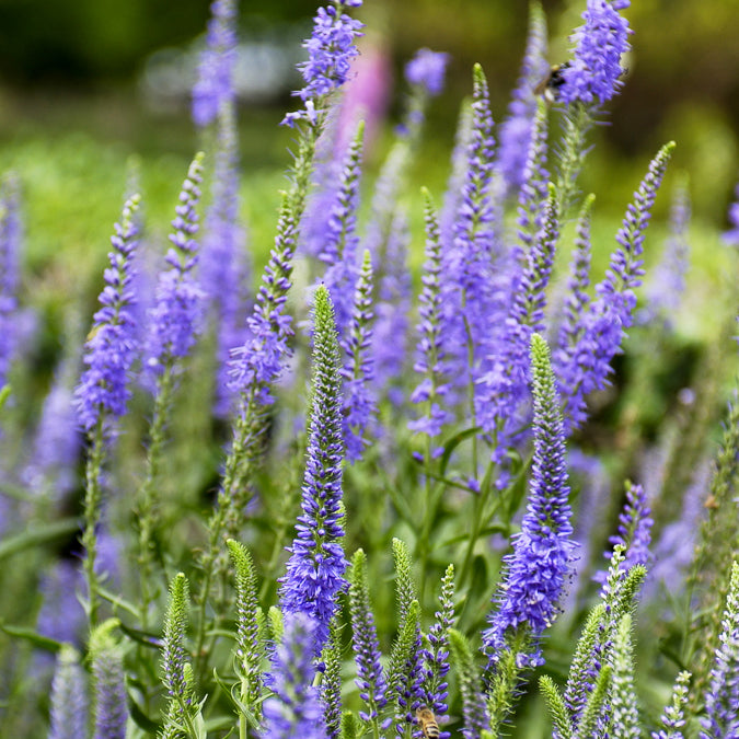 Ereprijs in aarvorm - Veronica spicata - Bakker