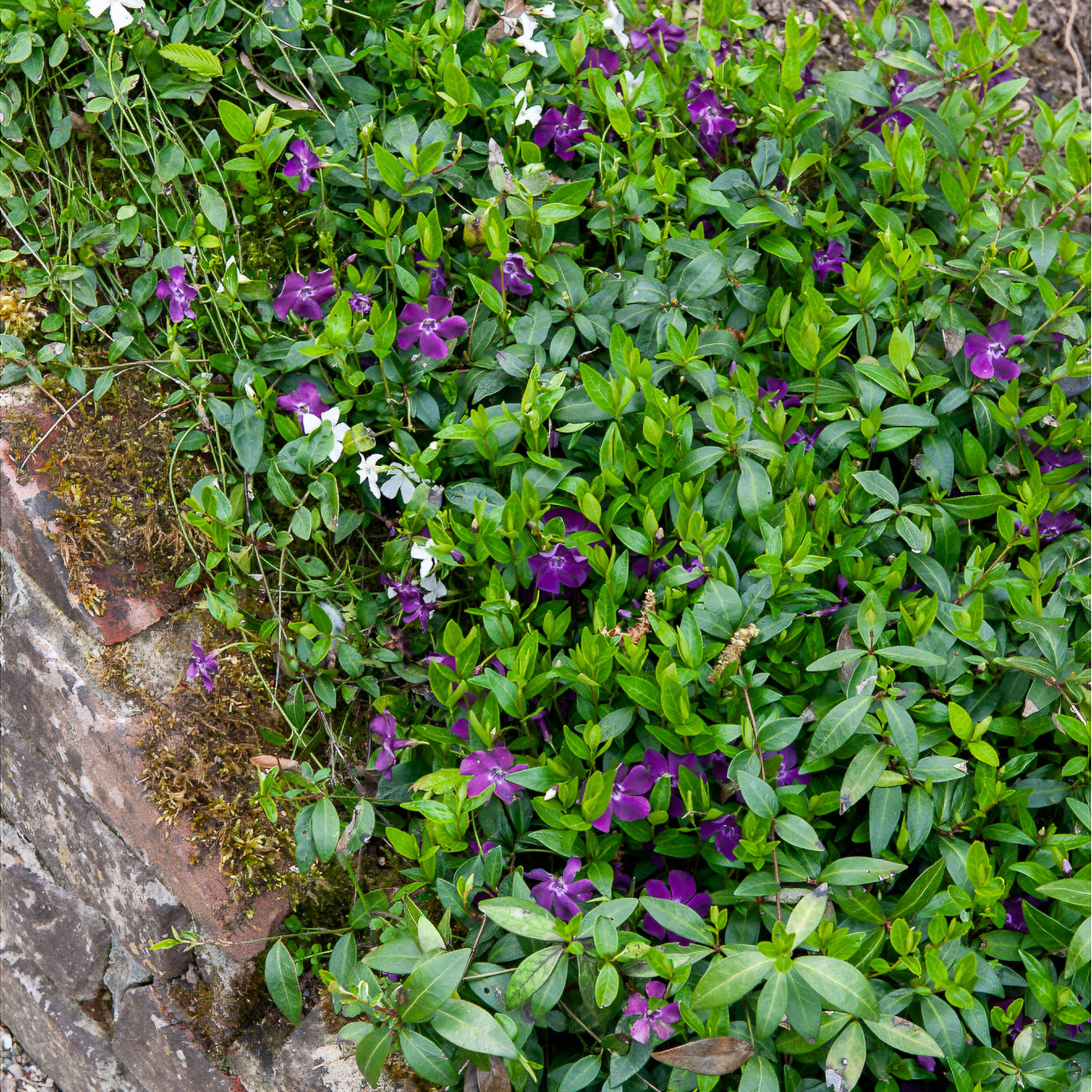 Kleine maagdenpalm 'Atropurpurea' - Bakker