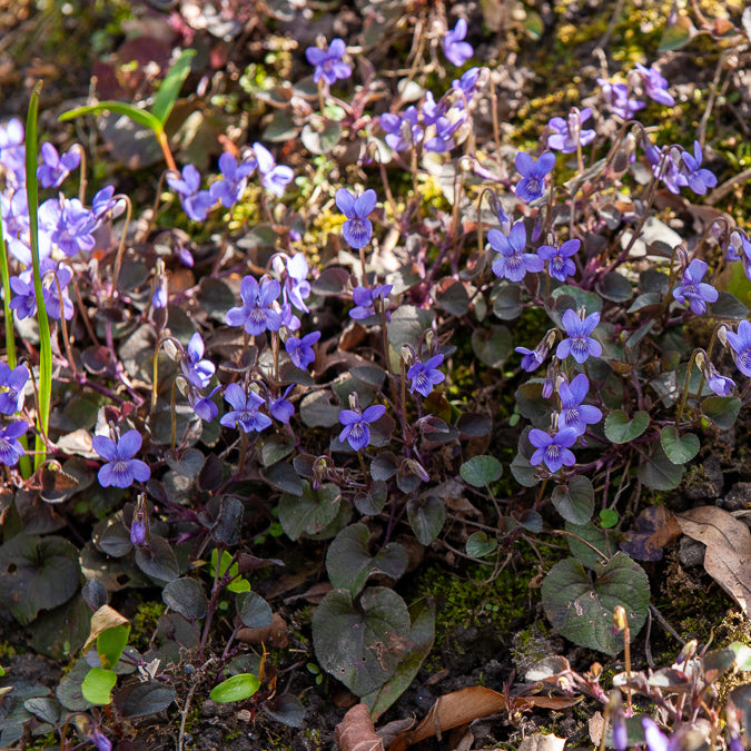 Vaste planten - Viooltje Labrador - Viola labradorica