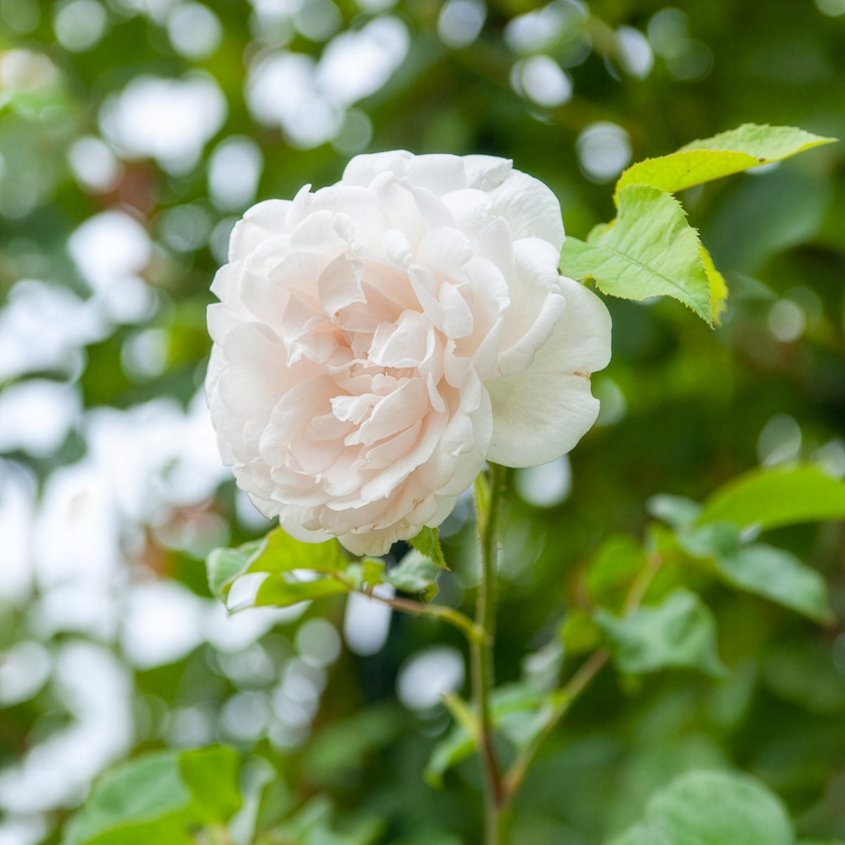 Klimrooos 'Mme Alfred Carière' - Bakker