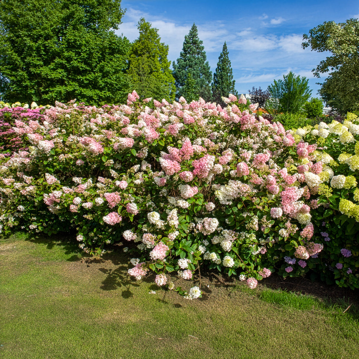 Pluimhortensia Sundae Fraise® 'Rensum' - Hydrangea paniculata Sundae Fraise® Rensun - Bakker