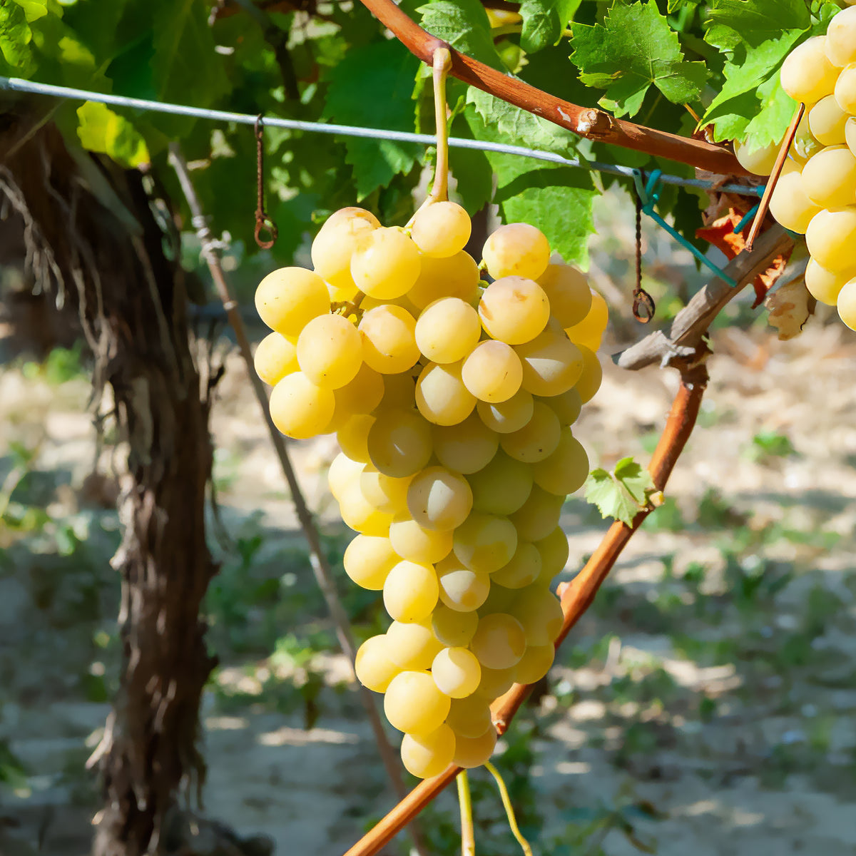 Witte druif 'Italia' - Vitis vinifera Italia - Bakker