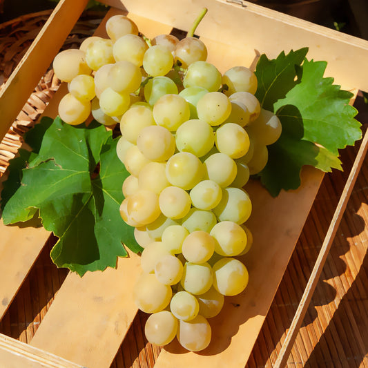 Witte druif 'Italia' - Bakker