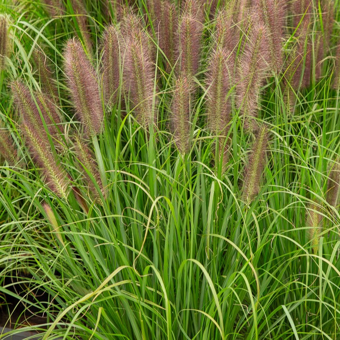 Lampenpoetsersgras 'Japonicum' - Pennisetum alopecuroides japonicum - Bakker