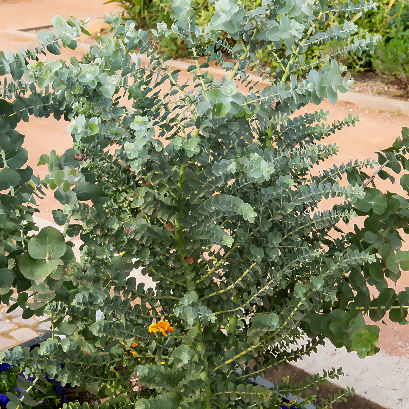 Eucalyptus Cinerea Silver Dollar Winterharde Plant Pot 19cm Winterharde Eucalyptus Binnen Buiten Plant In A Box - Eucalyptus Cinerea 'Silver Dollar' - Set De 2 - Hauteur 90- 110cm - Pot 19cm