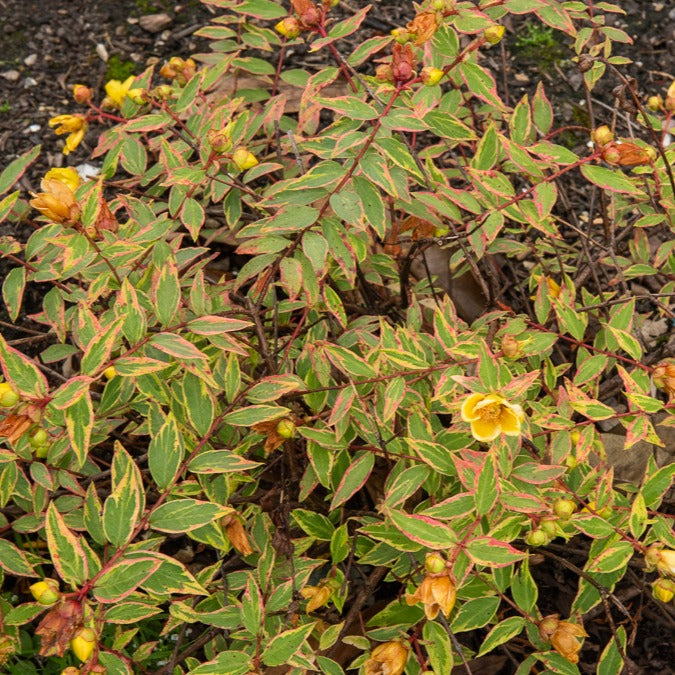 Bonte Hertshooi - Hypericum x moserianum 'tricolor' - Bakker
