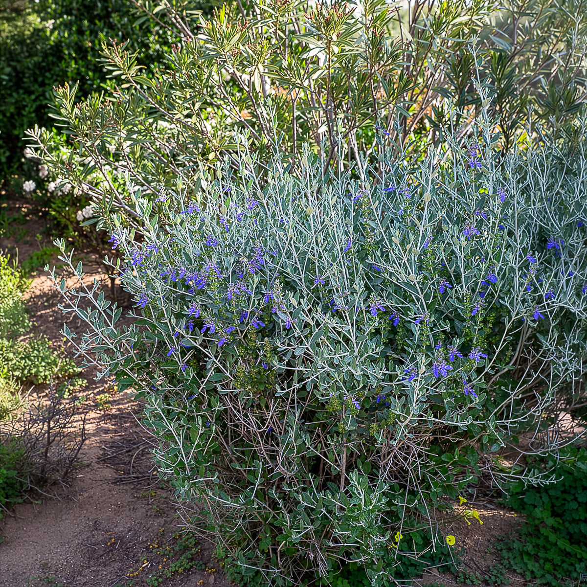 Verkoop Gamander 'Azureum' - Teucrium fruticans 'azureum'