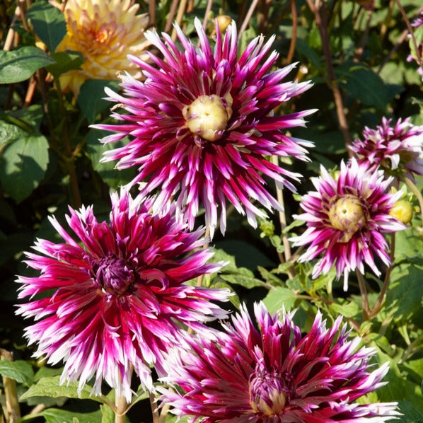 Dahlia 'Diva', 'Clair Obscure', 'Mistery Day', 'Seduction', 'Luka Johanna' - Dahlia Mix 'Grootbloemig' (x5) - Dahlia